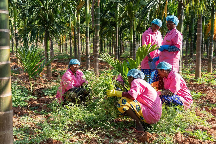 Palm-leaf sourcing and production in South India